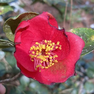 Species japonica